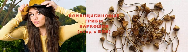 шишки Арсеньев